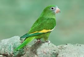 Golden-Winged Parakeet Care Sheet | Birds Coo