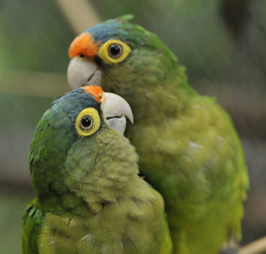 Orange-fronted Parakeet Care Sheet | Birds Coo