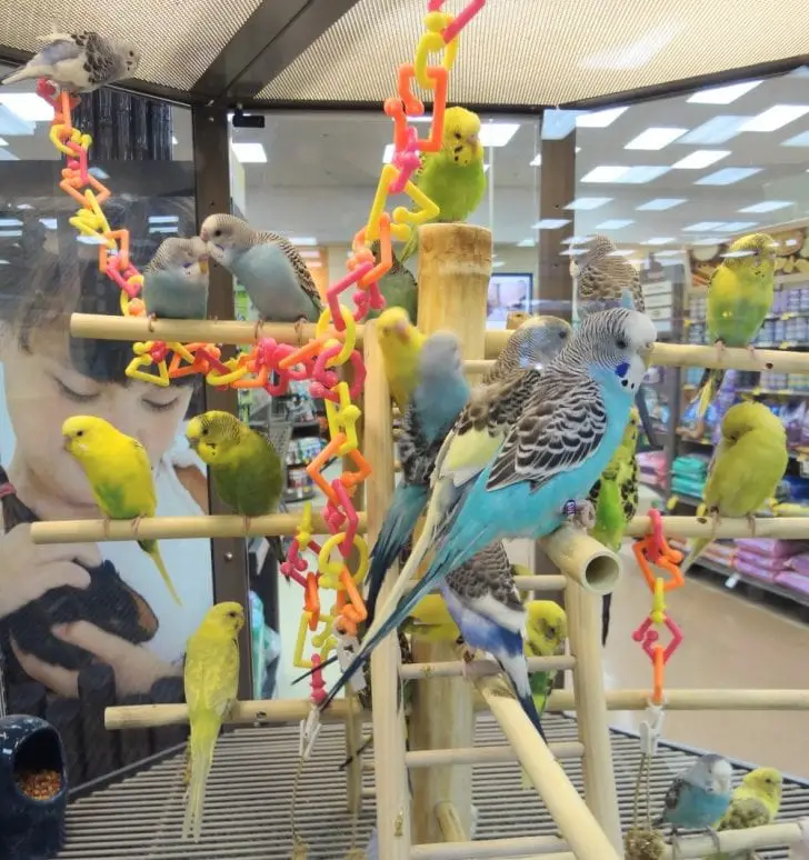 Greycheeked Parakeet Care Sheet Birds Coo