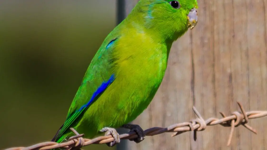 Parrotlets Birds Coo