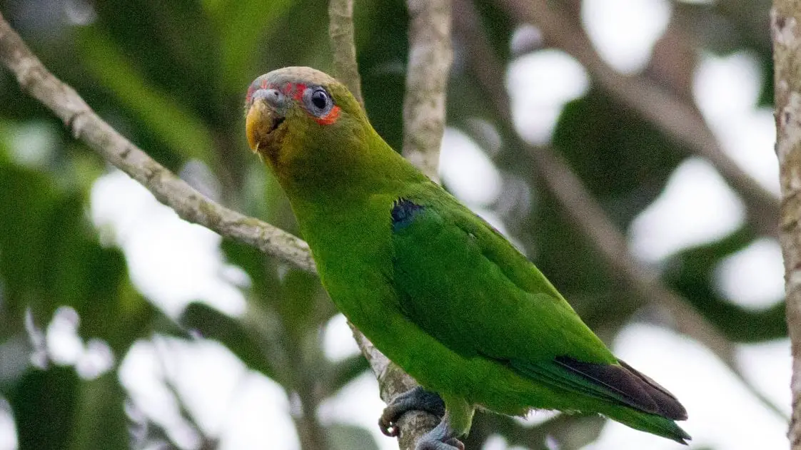 Parrotlets Birds Coo