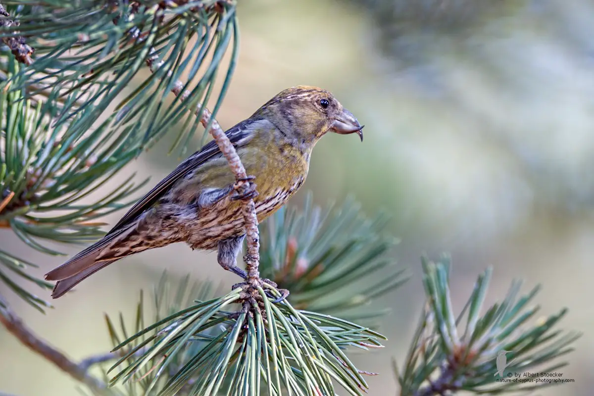 Red Crossbill Care Sheet Birds Coo