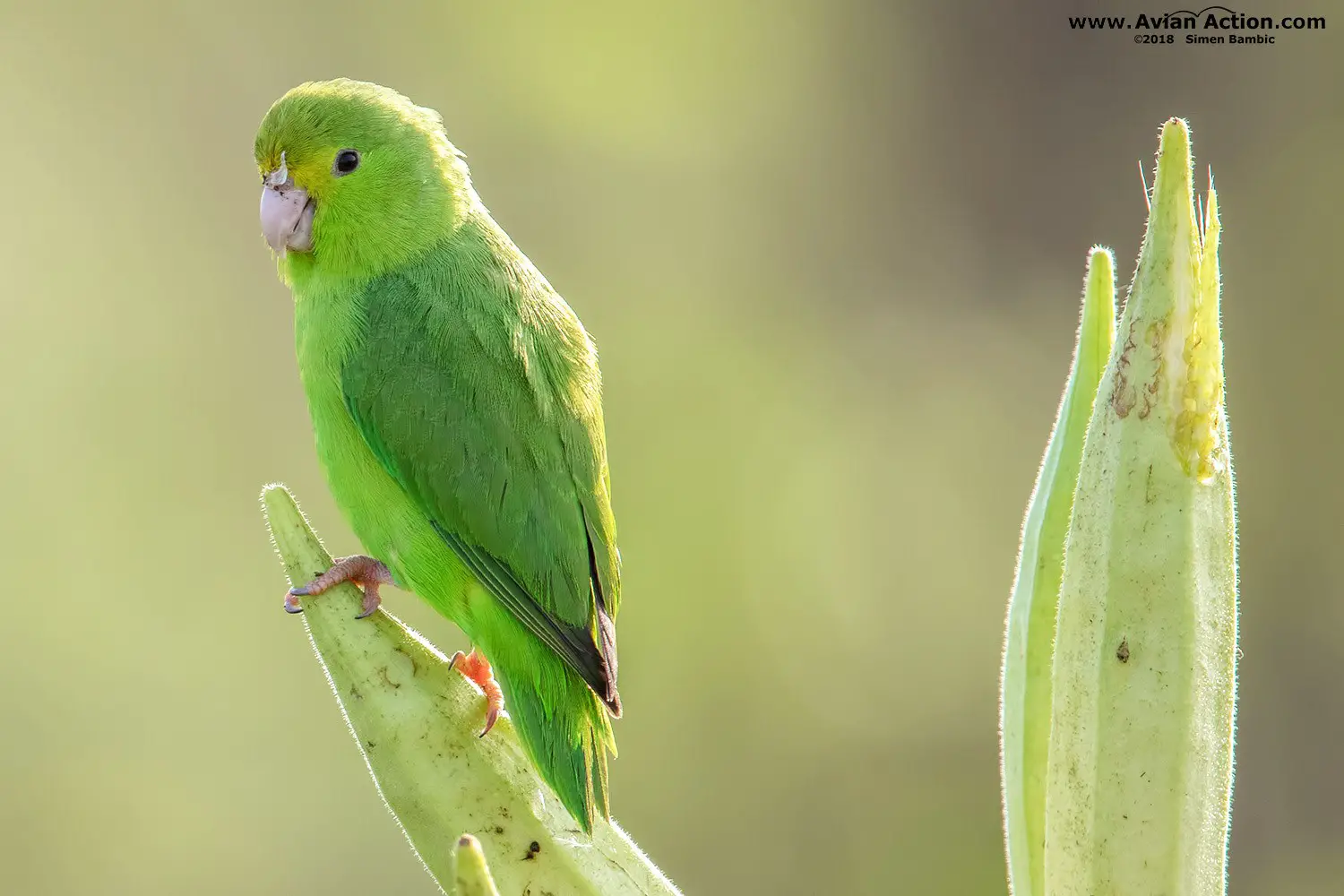 green rumped parrotlet