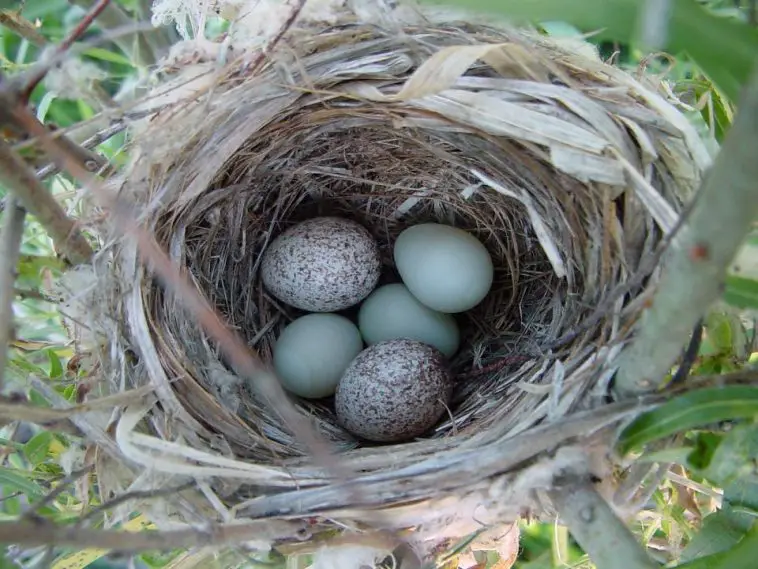 Indigo Bunting Care Sheet Birds Coo