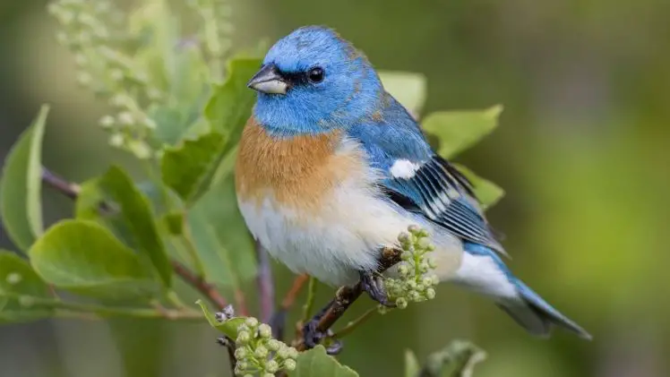 lazuli bunting female