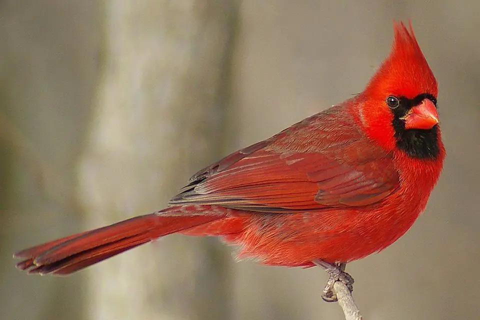 Northern Cardinal Care Sheet Birds Coo   Northern Cardinal 