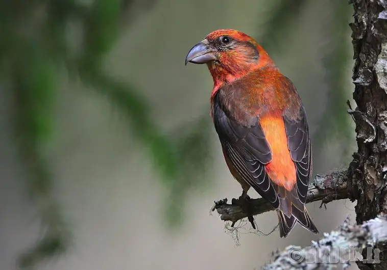 Red Crossbill Care Sheet Birds Coo