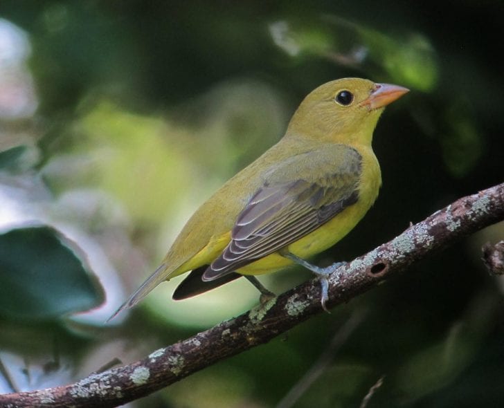 Scarlet Tanager Care Sheet | Birds Coo