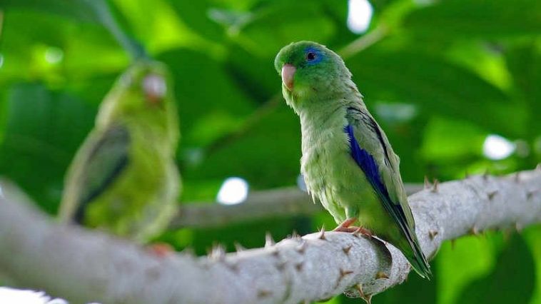 Parrotlets Birds Coo