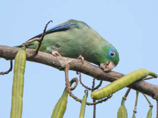 Spectacled Parrotlet Care Sheet Birds Coo