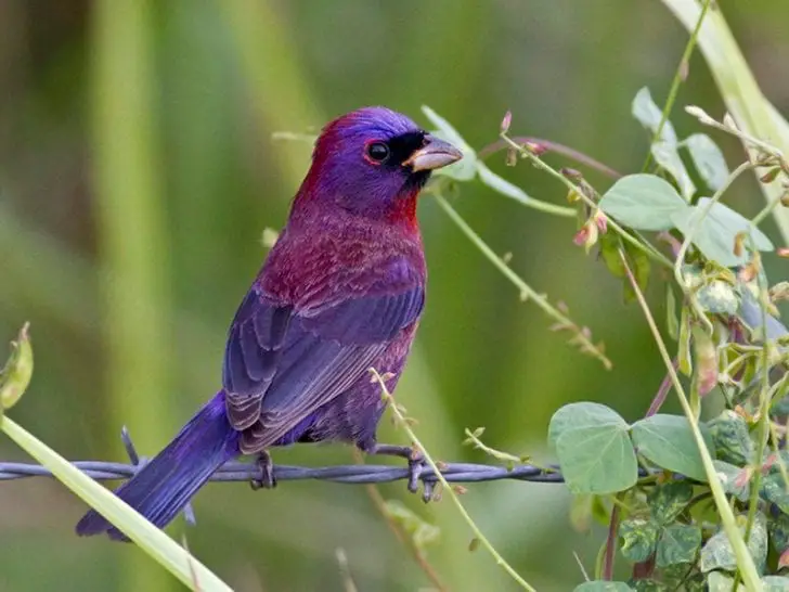 Varied Bunting Care Sheet - Birds Coo