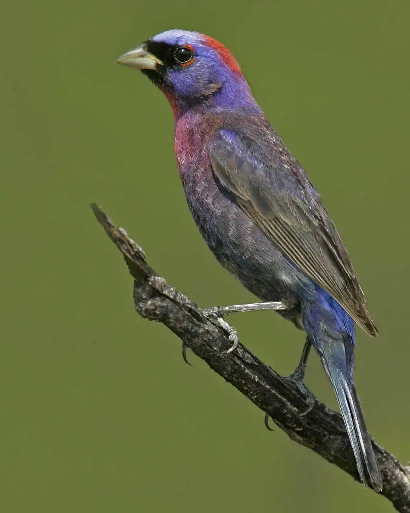 Varied Bunting Care Sheet - Birds Coo