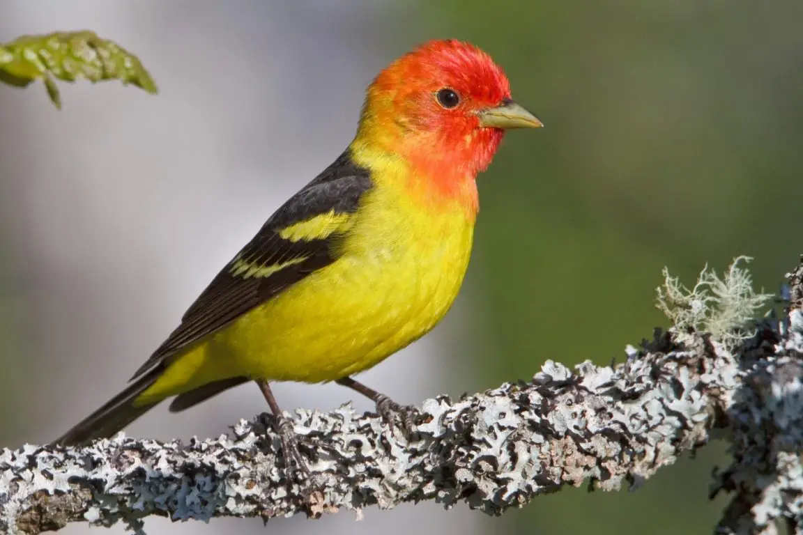 Western Tanager Care Sheet Birds Coo