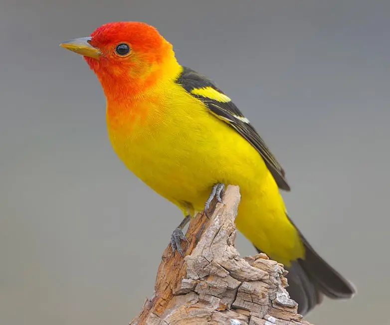 Western Tanager Care Sheet Birds Coo