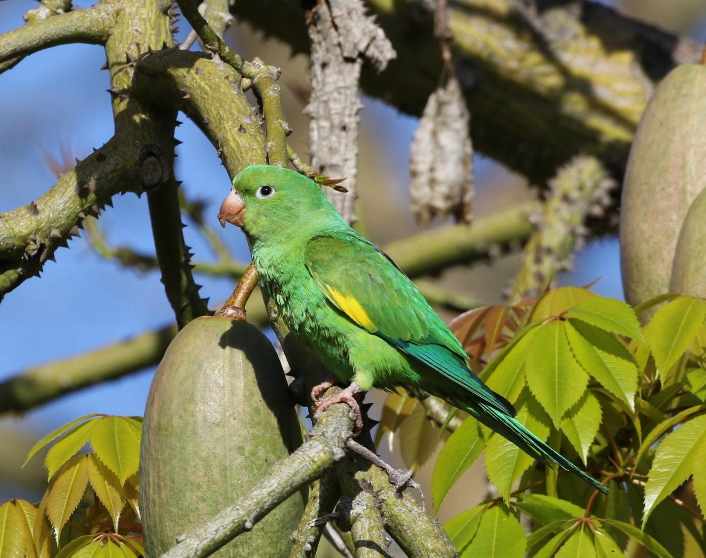 Yellow Chevroned Parakeet Care Sheet Birds Coo