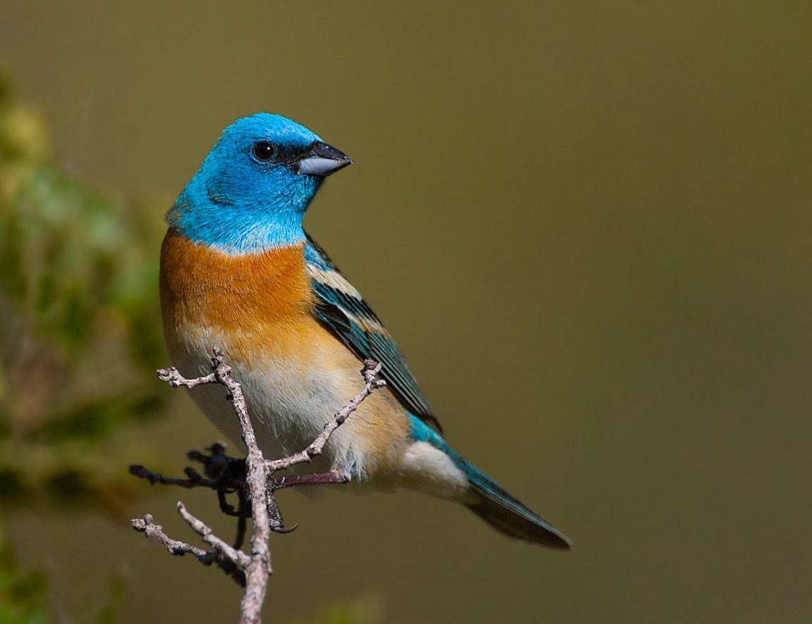 Lazuli Bunting Care Sheet Birds Coo