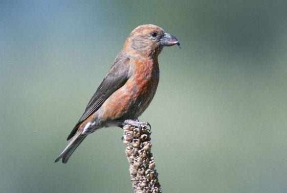 Red Crossbill Care Sheet Birds Coo