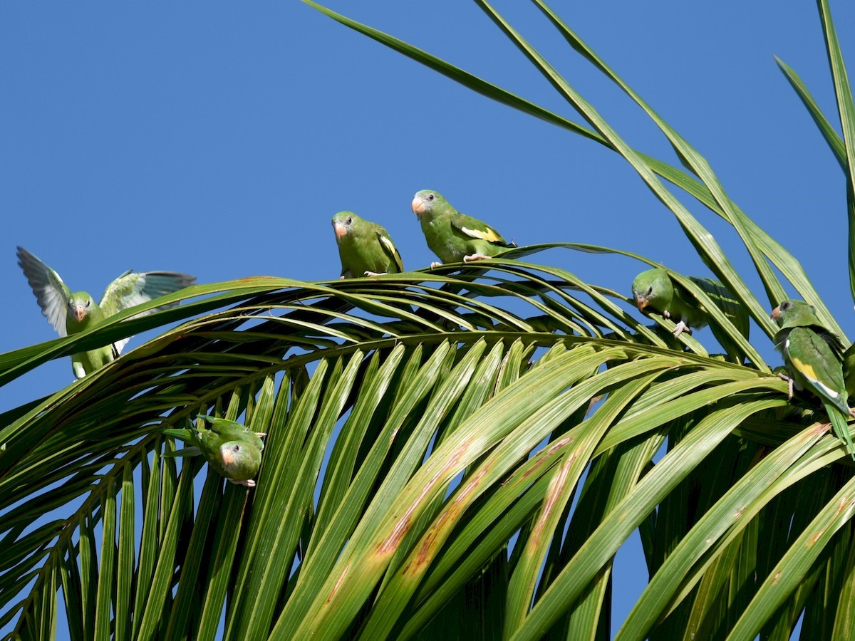 White Winged Parakeet Care Sheet | Birds Coo