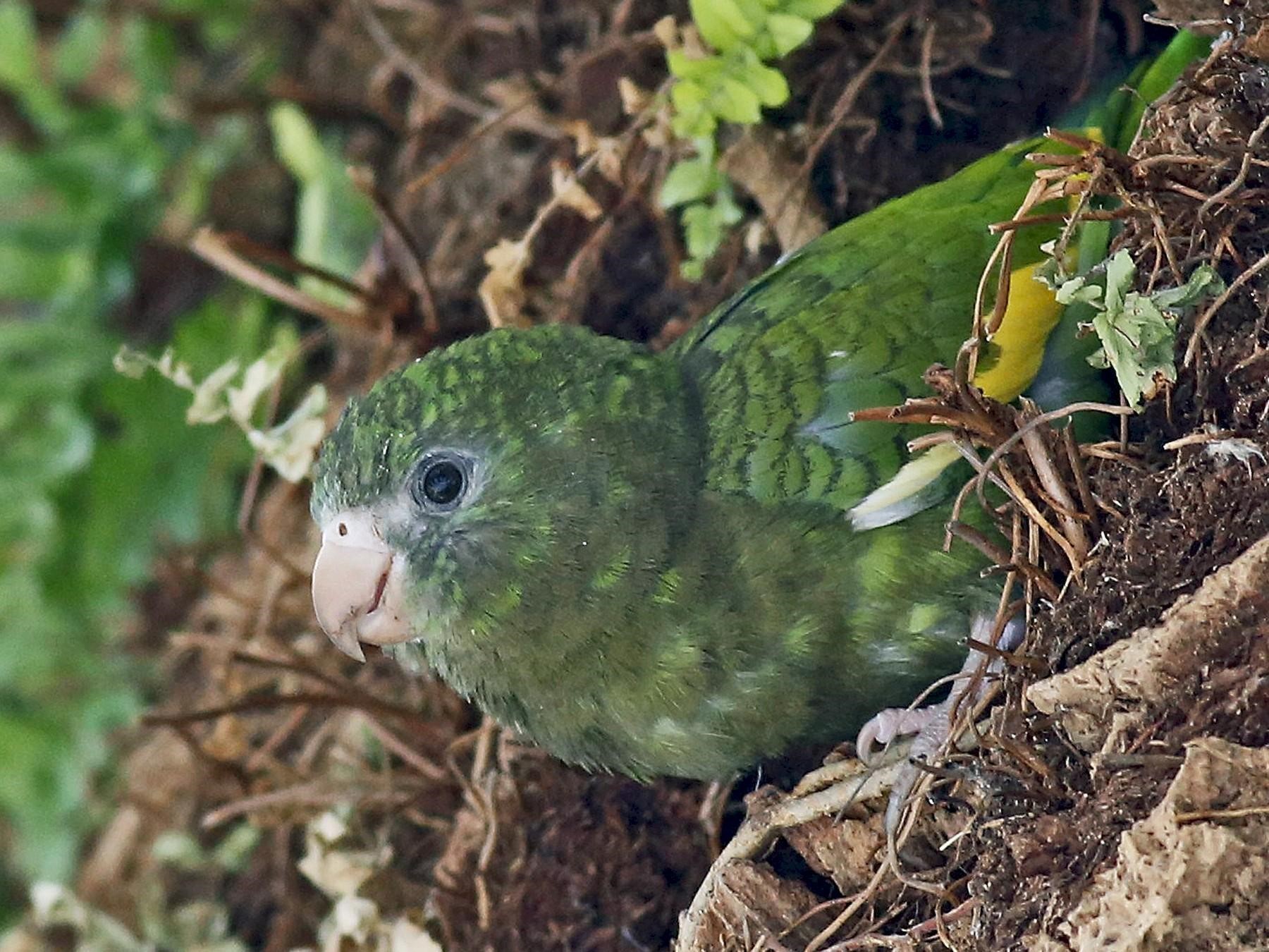 White Winged Parakeet Care Sheet | Birds Coo