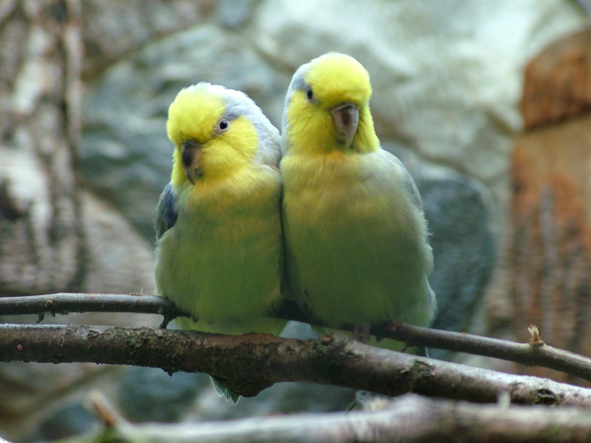 YellowFaced Parrotlet Care Sheet Birds Coo