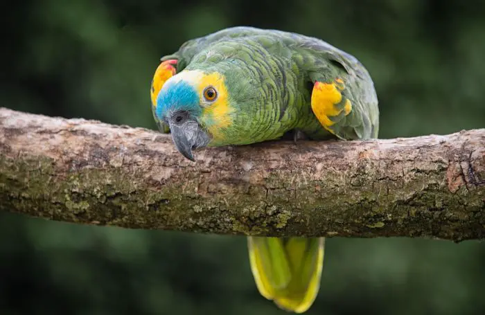 Blue-fronted Amazon Care Sheet | Birds Coo