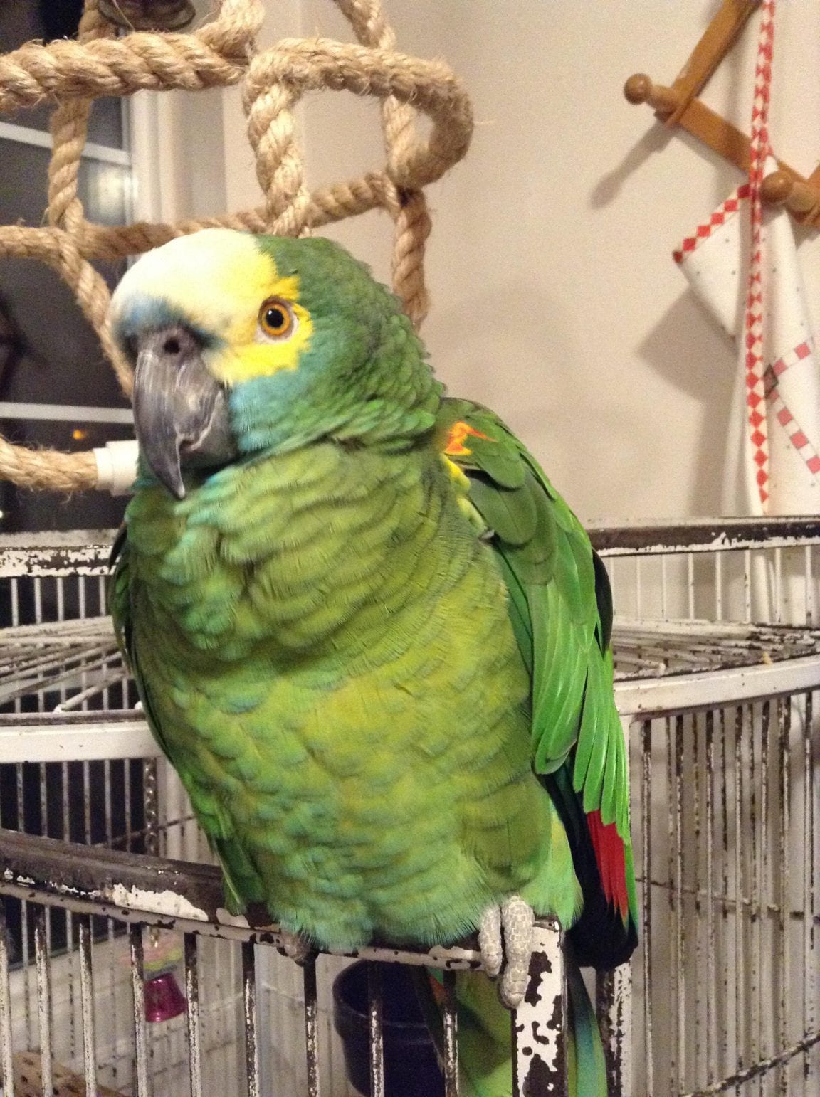 Bluefronted Amazon Care Sheet Birds Coo