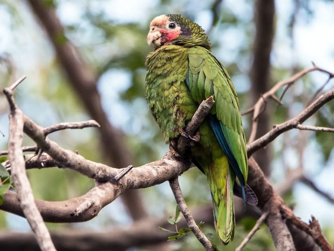 Cuban Amazon Care Sheet Birds Coo