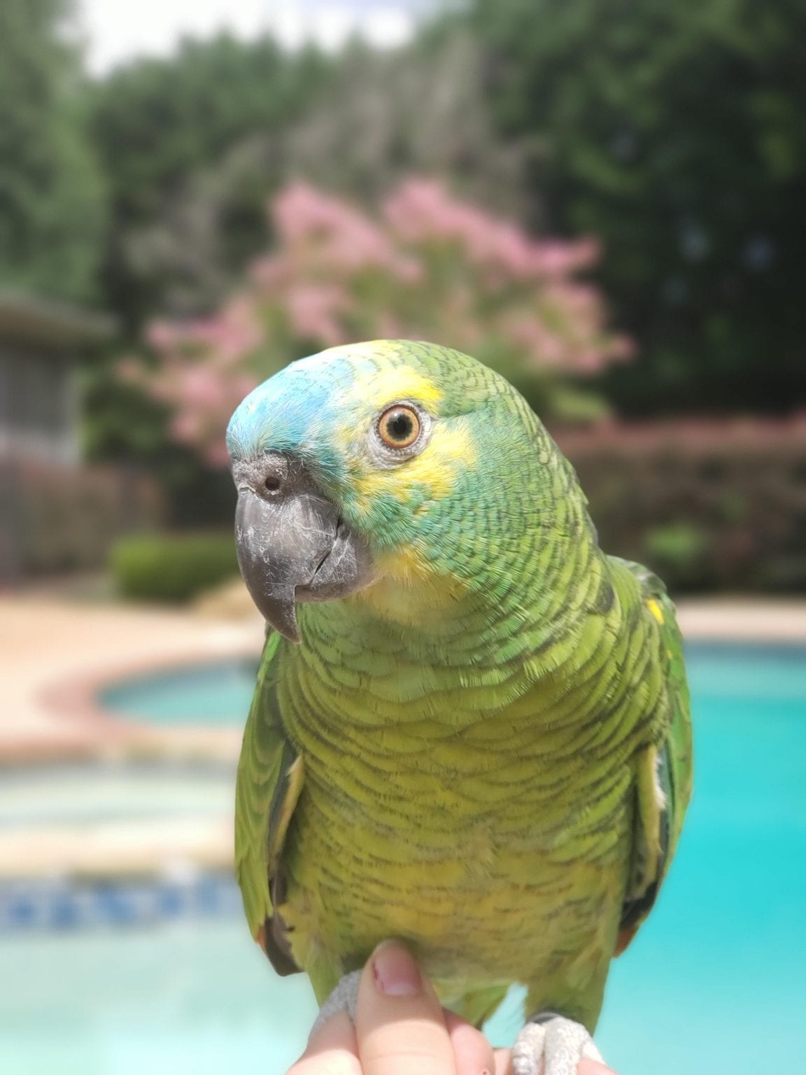 Bluefronted Amazon Care Sheet Birds Coo