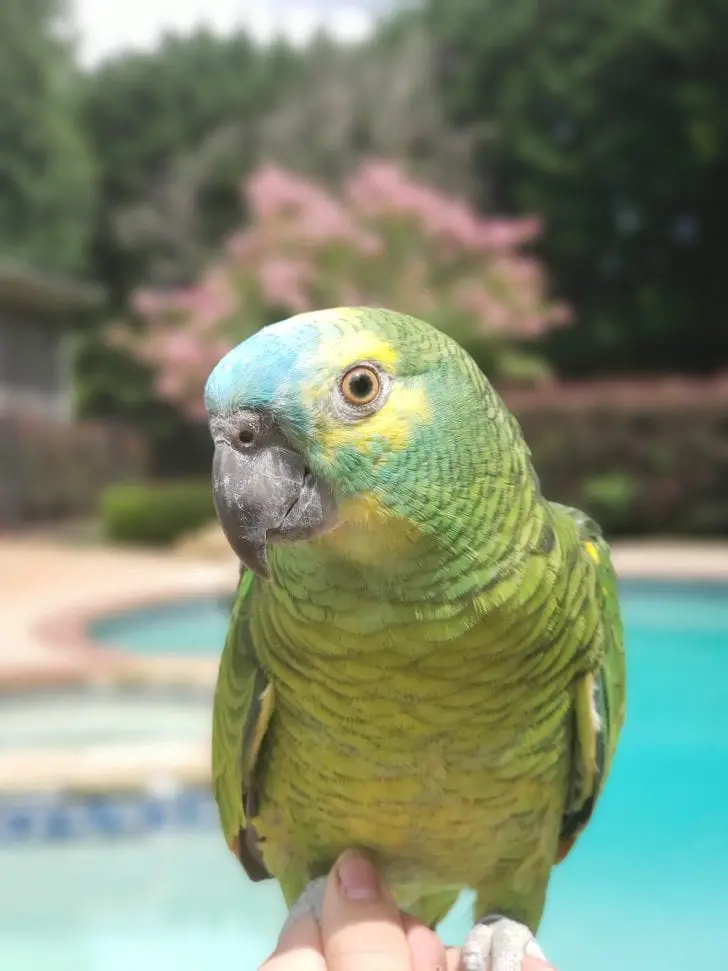 Bluefronted Amazon Care Sheet Birds Coo