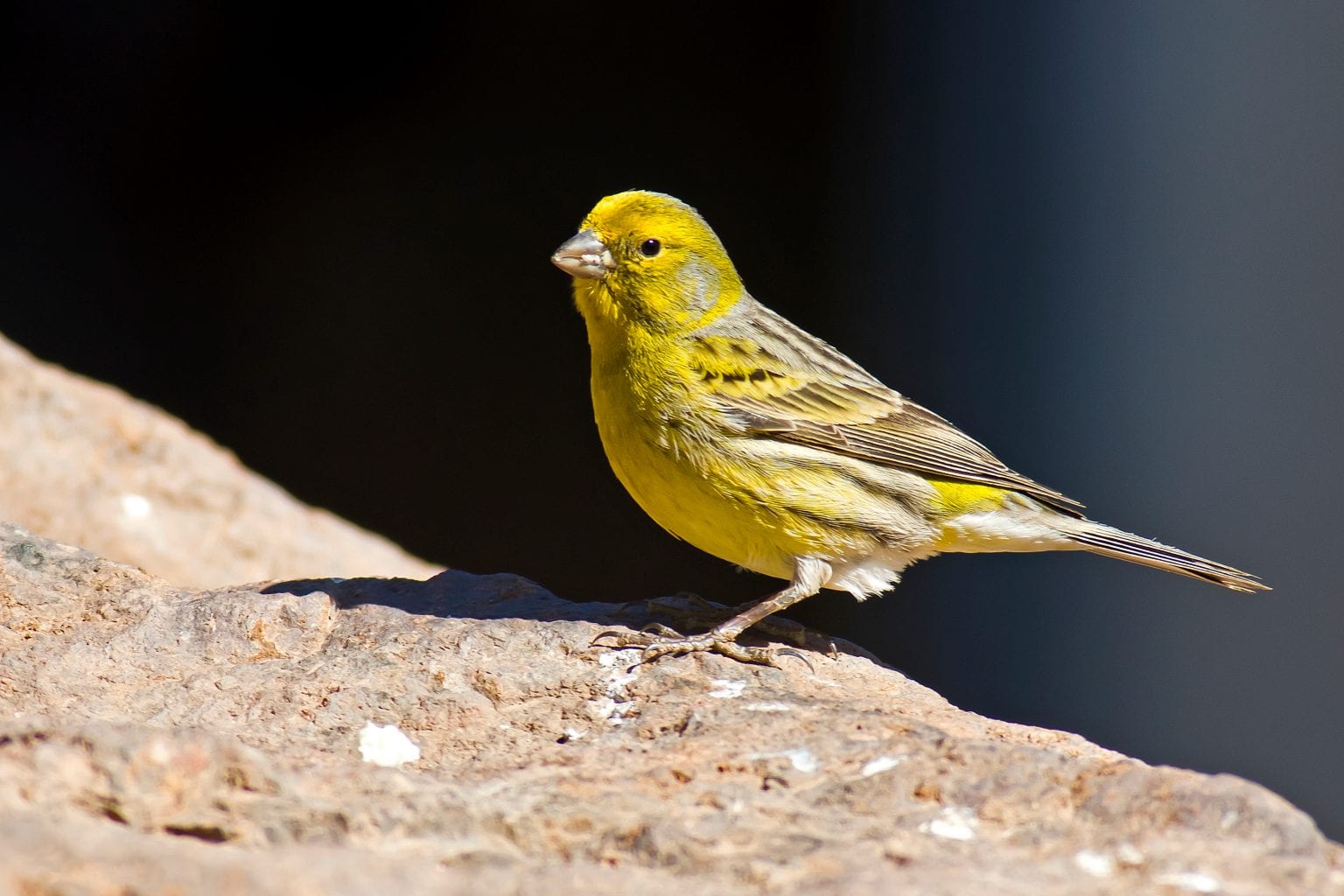 Atlantic Canary Care Sheet | Birds Coo