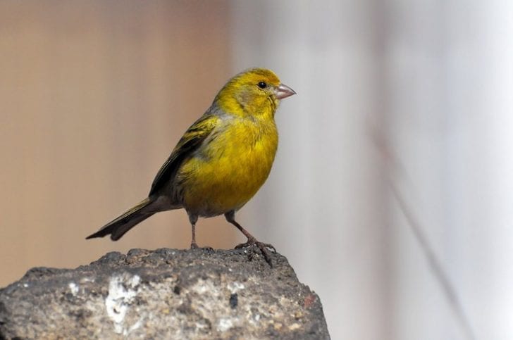 atlantic canary atlantic canary