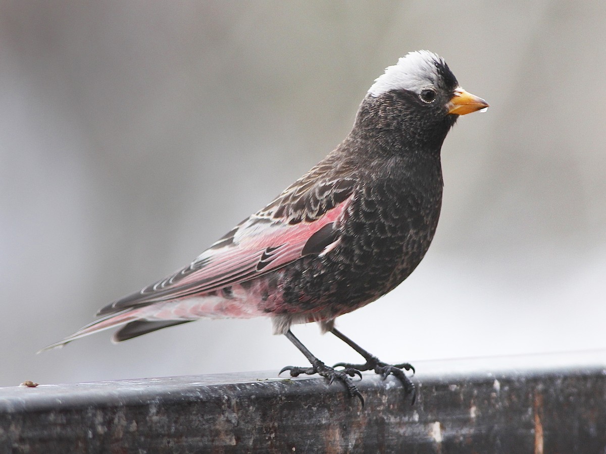Black Rosy Finch Care Sheet | Birds Coo