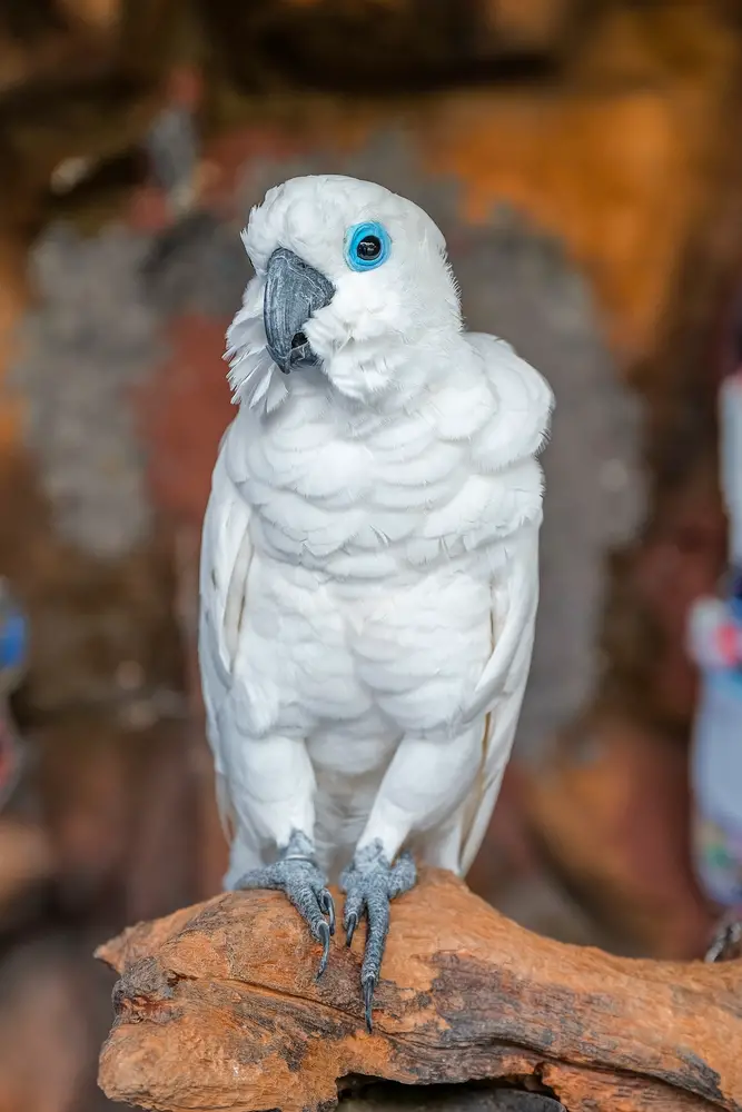 cockatoo blue