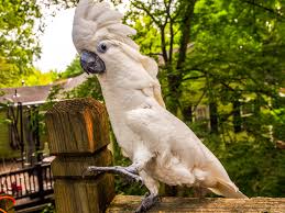 blue cockatoo lifespan