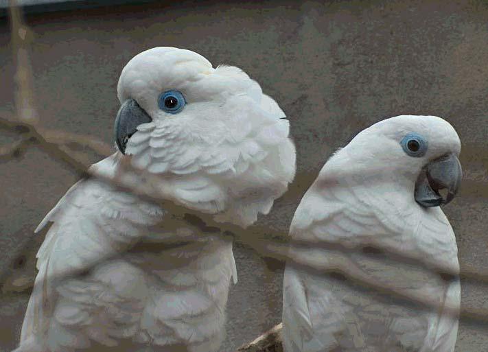 blue eyed cockatoo