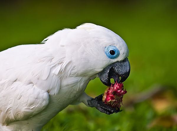 blue eyed cockatoo