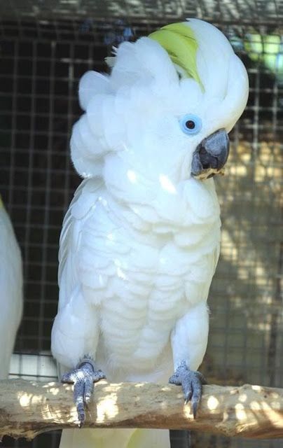 blue cockatoo lifespan