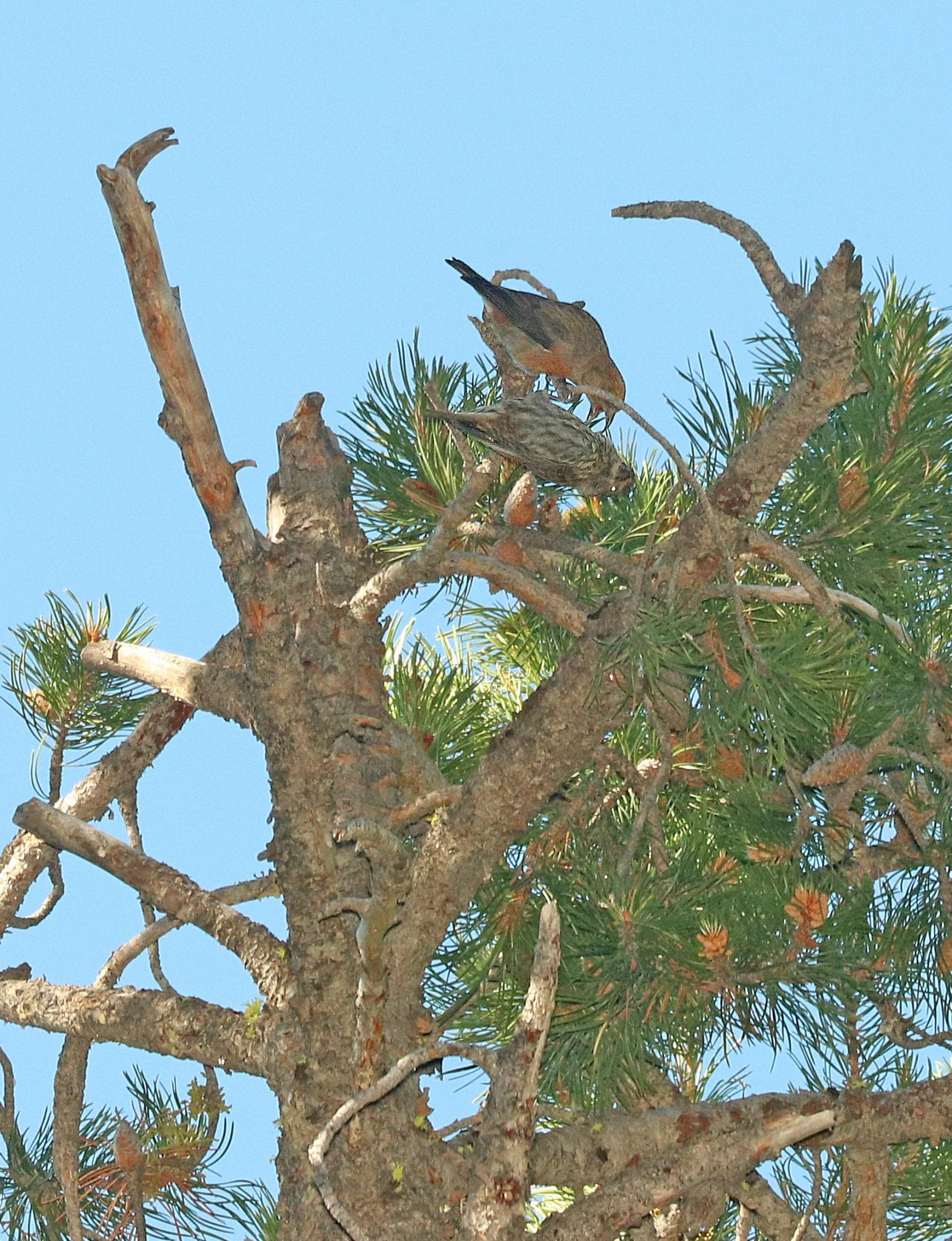 Cassia Crossbill Care Sheet - Birds Coo