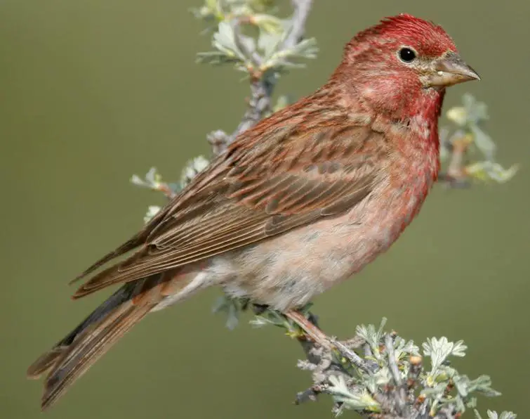 Cassin’s Finch Care Sheet - Birds Coo