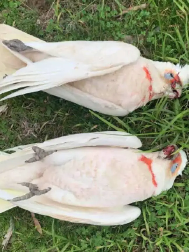 blue eyed cockatoo