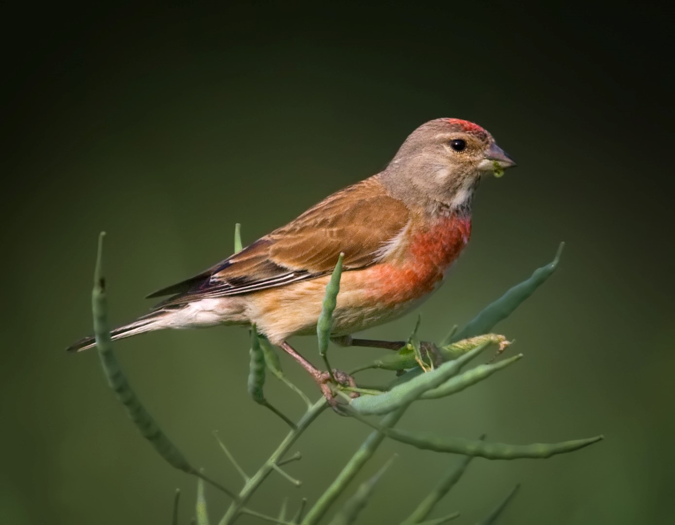 common-linnet-care-sheet-birds-coo