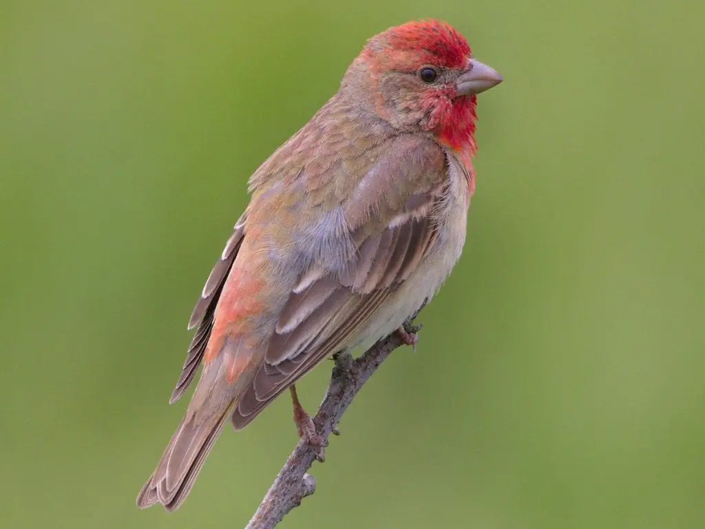 Common Rosefinch Care Sheet - Birds Coo