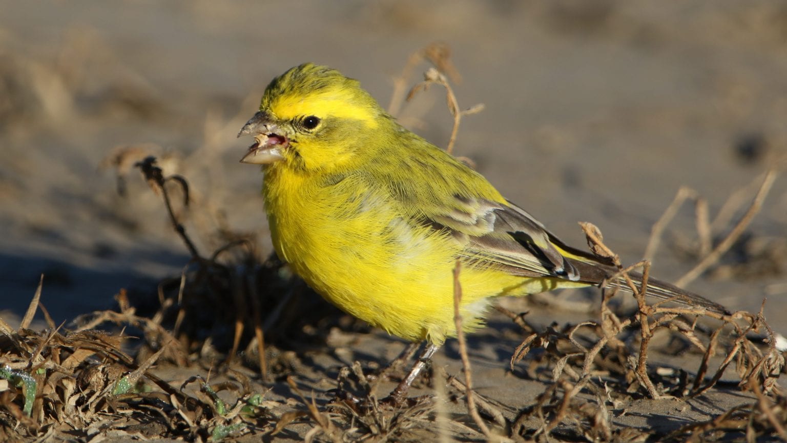 Yellow Canary Care Sheet | Birds Coo