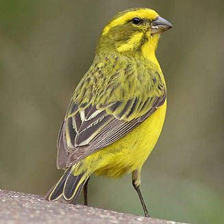 canari yellow