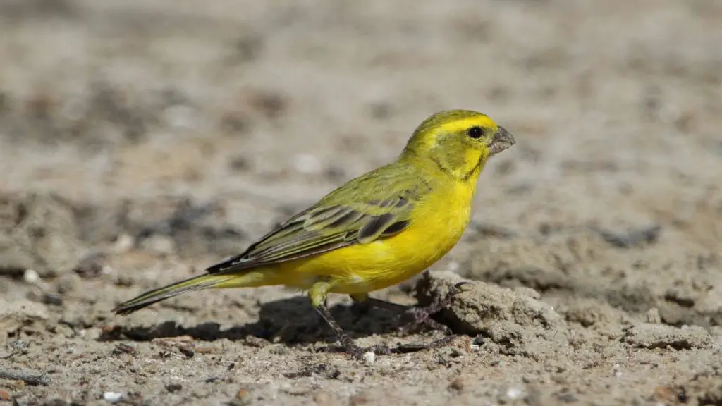 atlantic canary