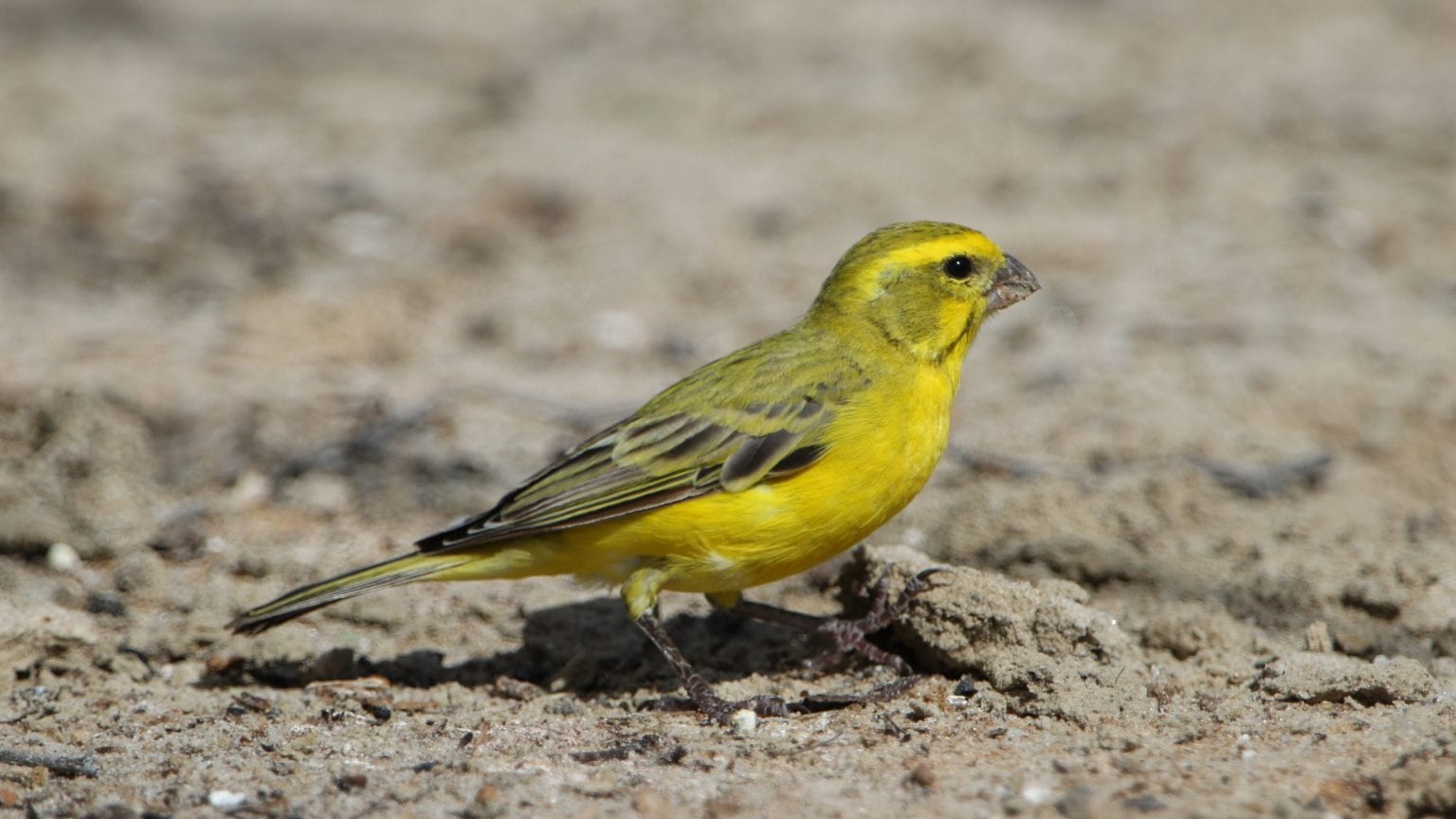 Atlantic Canary Care Sheet Birds Coo