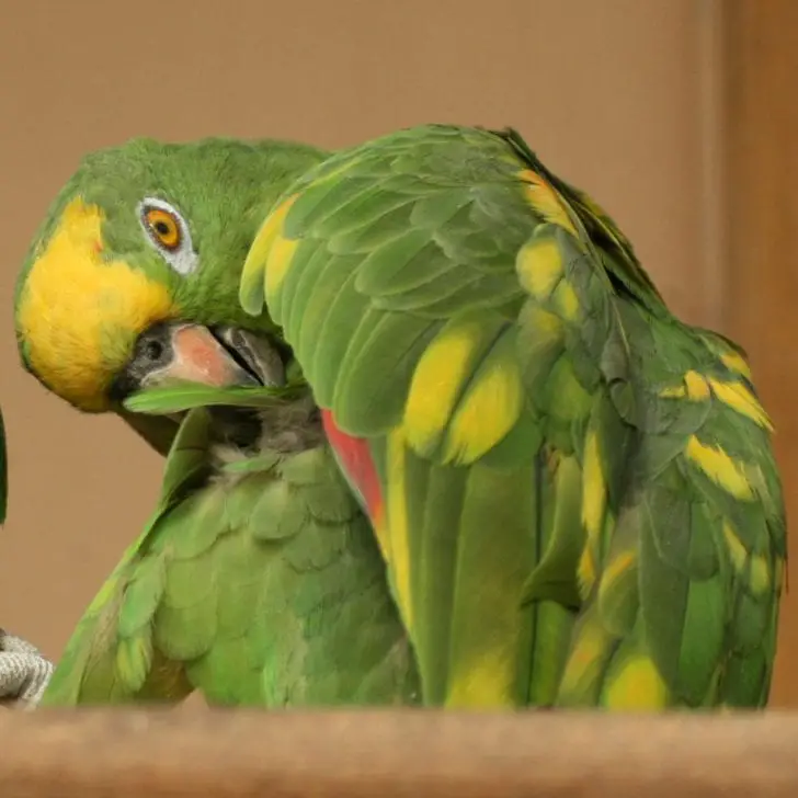 Yellowcrowned Amazon Care Sheet Birds Coo