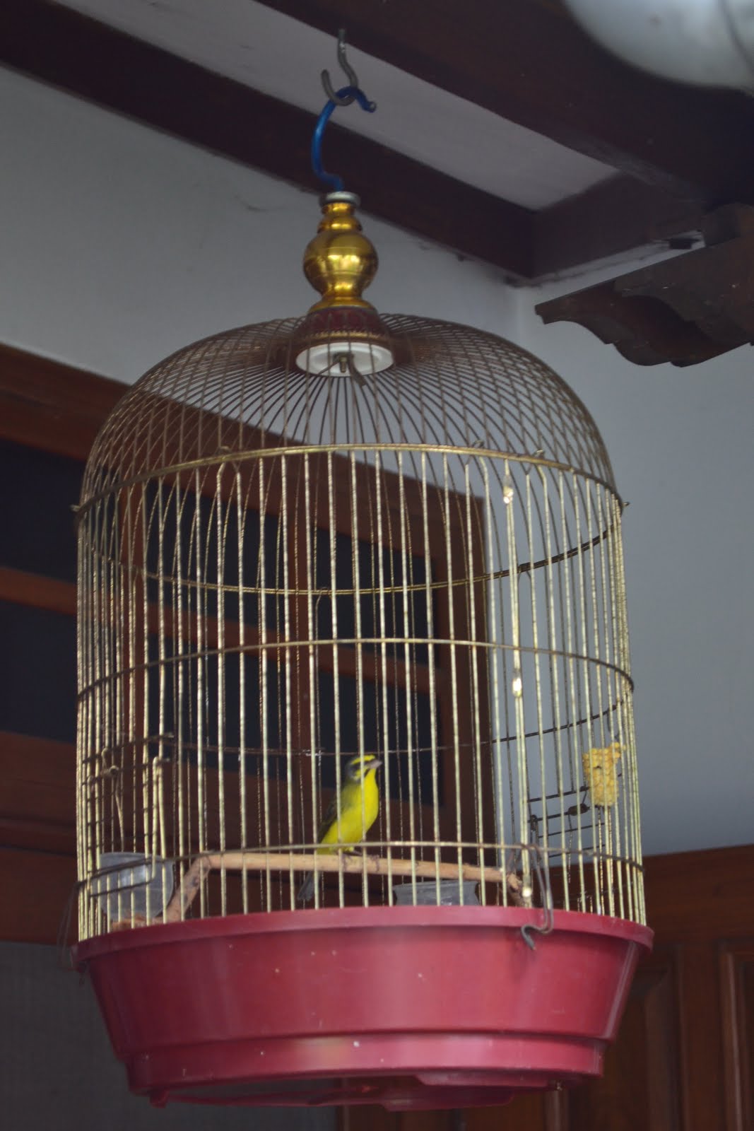 Yellow Fronted Canary Care Sheet - Birds Coo