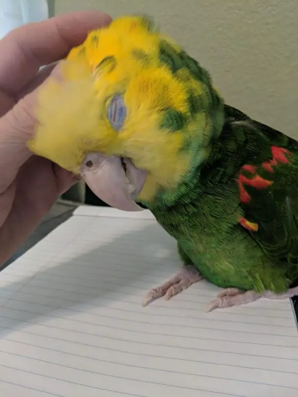 Yellowheaded Amazon Care Sheet Birds Coo