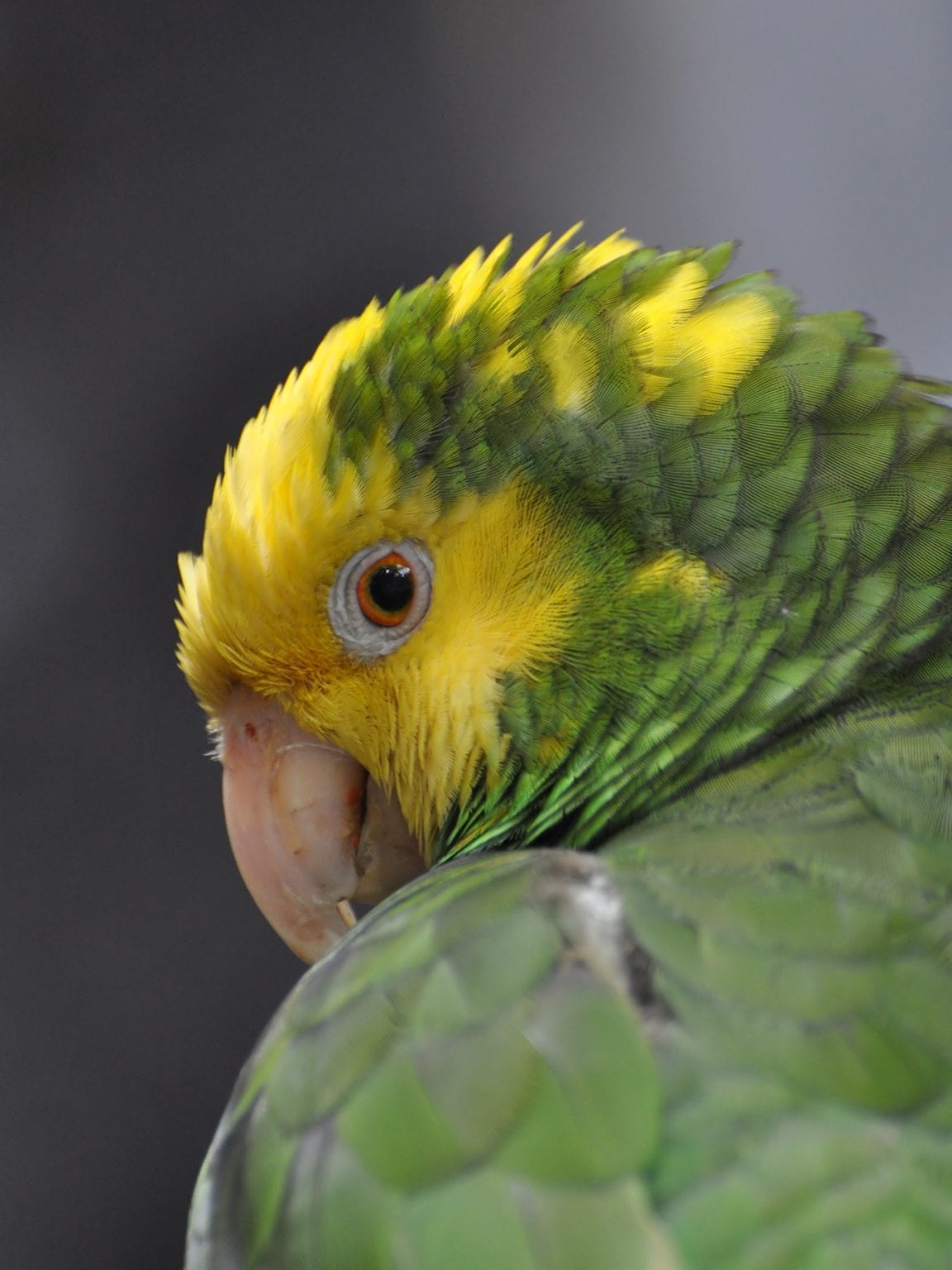 Yellow-headed Amazon Care Sheet | Birds Coo